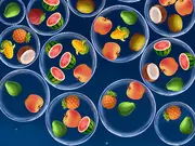 Pop Fruit game thumbnail